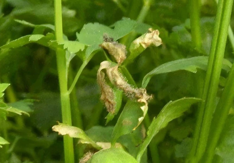 celery gray mold 2 celery gray mold 2